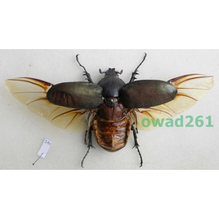 Chalcosoma chiron (Olivier, 1789) female Indonesia 125mm14c